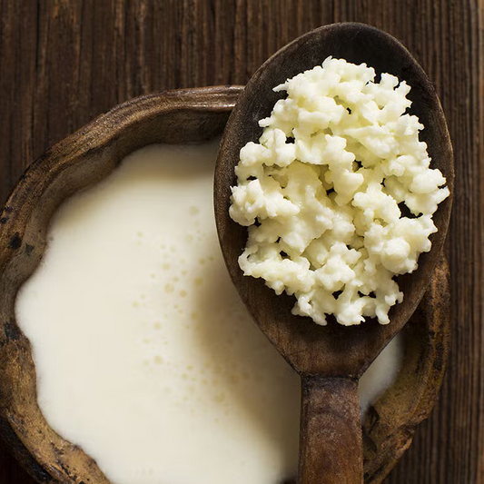 Fresh milk kefir grains on a spoon above a bowl of homemade probiotic-rich milk kefir.