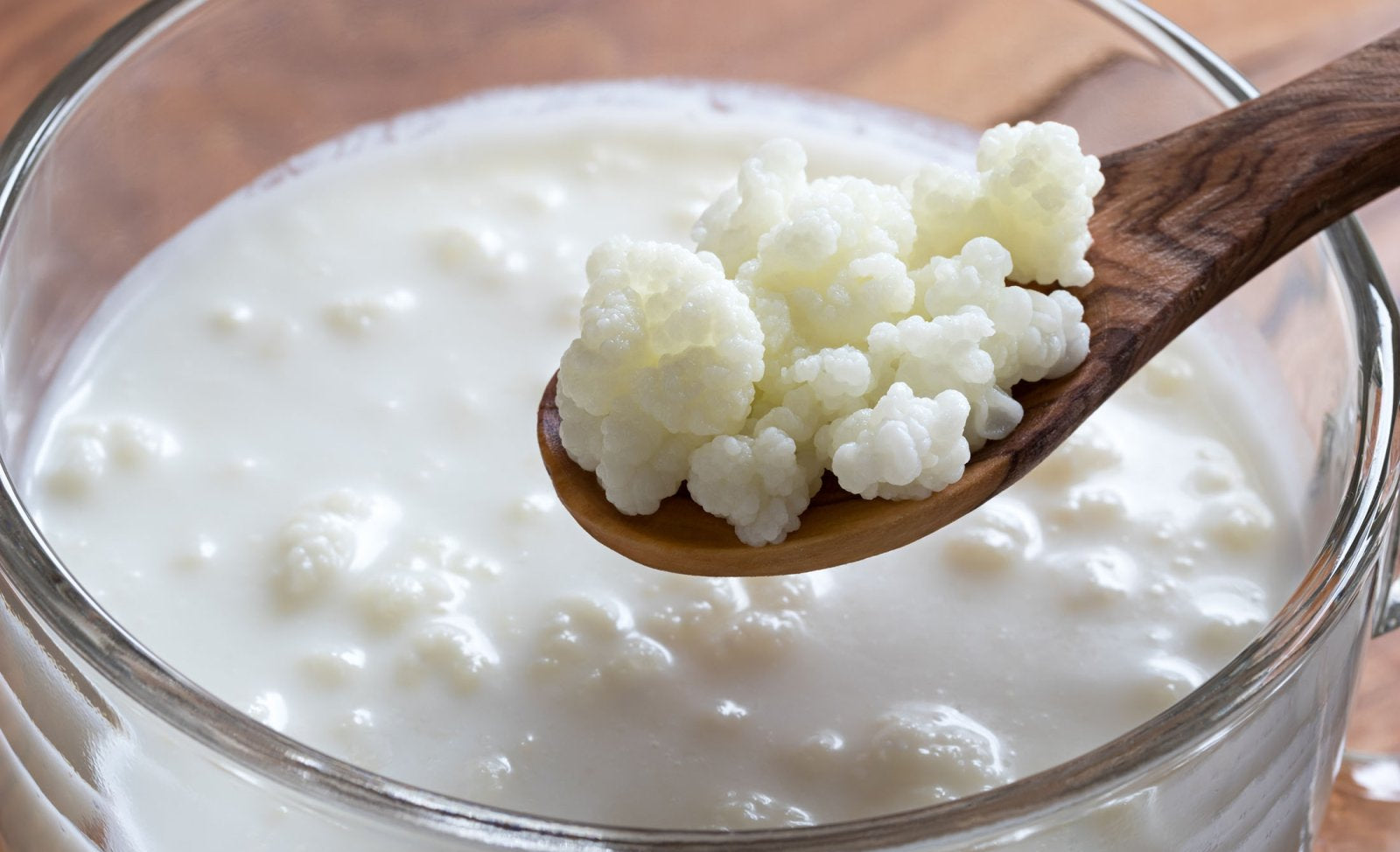 Milk Kefir Grains On Spoon Over Fermenting Jar of Milk Kefir