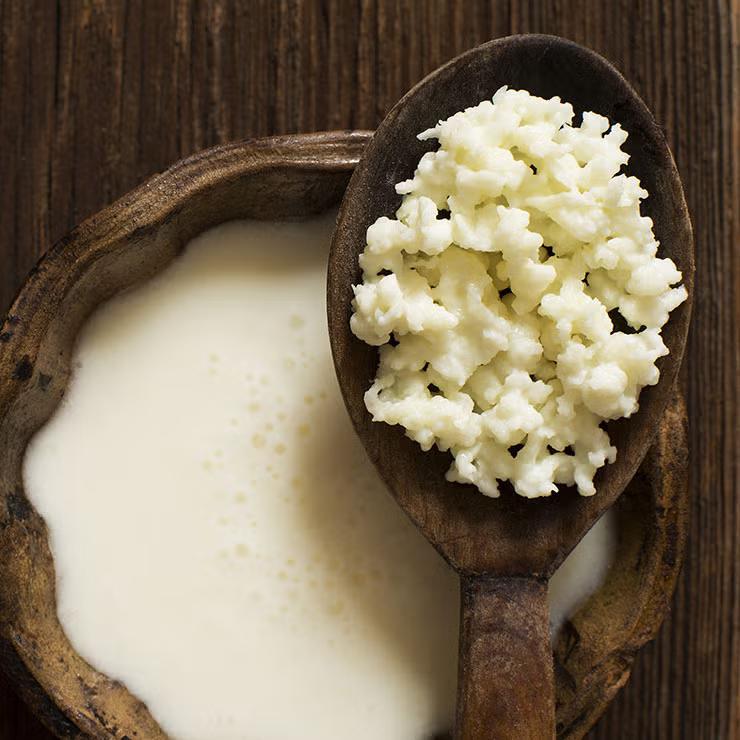 Organic Milk Kefir Grains